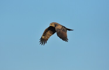 The tail is less pointed than the black hawk. The body hair is dark brown, but lighter than the black hawk. White face and neck The fur covering the ears is dark, clearly visible.