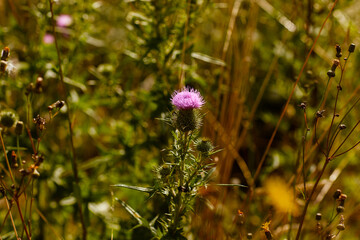 flowers in the field