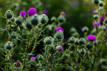 flowers in the field