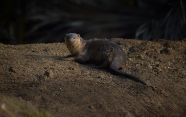 Smooth fur The tip of the tail is clearly flat. The hairs above the nose are straight lines, mouth, cheeks, lower neck and upper chest are yellowish white. The upper part of the body is dark brown. 