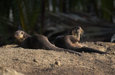 Smooth fur The tip of the tail is clearly flat. The hairs above the nose are straight lines, mouth, cheeks, lower neck and upper chest are yellowish white. The upper part of the body is dark brown. 