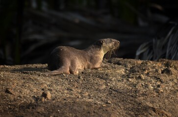 Smooth fur The tip of the tail is clearly flat. The hairs above the nose are straight lines, mouth, cheeks, lower neck and upper chest are yellowish white. The upper part of the body is dark brown. 