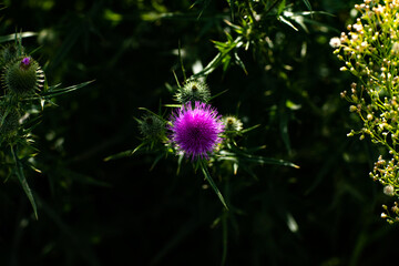 field of flowers