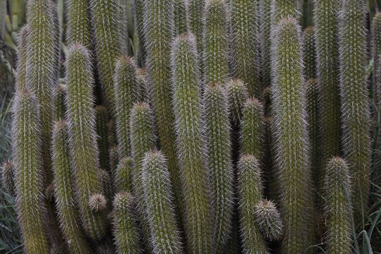 cactus in desert