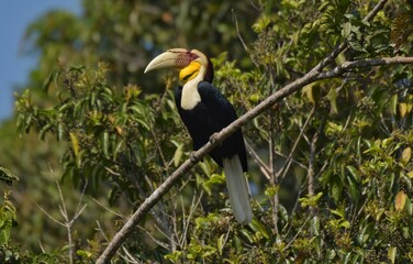 The golden hornbill is 75-100 cm long, the male weighs 1.8-3.65 kg, the female weighs 1.36-2.7 kg. Male and female can be observed by the color of the throat. The male's neck is yellow.