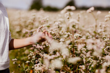 person picking flowers