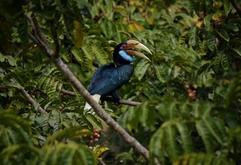 The golden hornbill is 75-100 cm long, the male weighs 1.8-3.65 kg, the female weighs 1.36-2.7 kg. Male and female can be observed by the color of the throat. The male's neck is yellow.