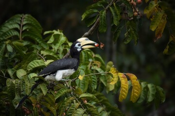 Black body,lower chest and white belly The skin around the eyes and the corners of the mouth are white.The mouth and large protrusion,white to light yellow.While flying,wings are black with white edge