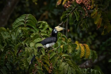 Black body,lower chest and white belly The skin around the eyes and the corners of the mouth are white.The mouth and large protrusion,white to light yellow.While flying,wings are black with white edge