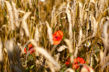 poppy in the field