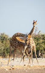 Obraz premium Etosha National Park Namibia, Africa giraffe fighting .