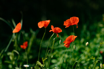 field of poppies