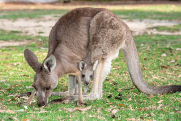 Naklejka na ściany i meble Grey kangaroo feeding with young joey in pouch.