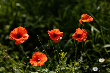 Naklejka premium field of poppies