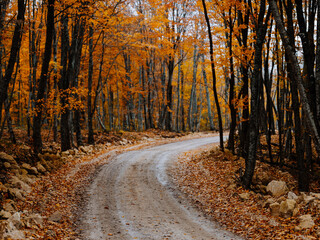 road path yellow leaves autumn forest nature fresh air tall trees