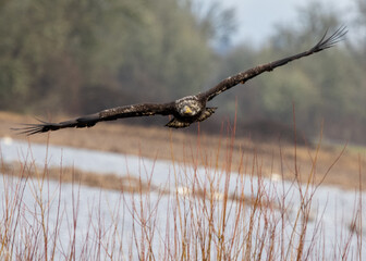 Bald Eagle Juvenile Diving Towards Camera