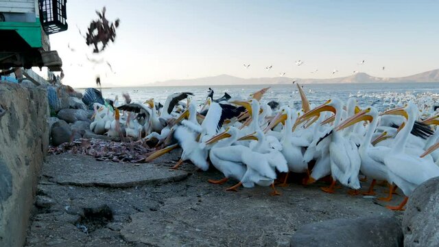 Flock of hungry american white pelicans or pelicanos borregones hunting fish thrown by fishermanon on seashore of Chapala lake, Petatan Island, Mexico, February 15, 2021