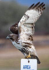 Red Tail Hawk Taking Flight