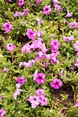 Petunia hybrid flower in nature garden