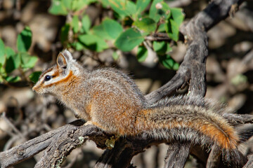 Cliff Chipmunk rests on a branch.
