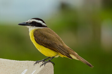 Obraz premium bird
