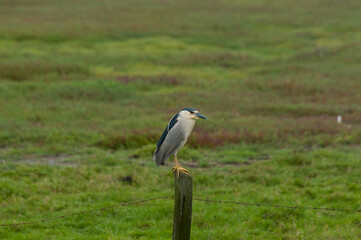 bird