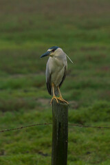Obraz premium bird