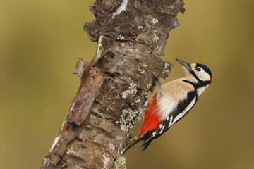 Great spotted woodpecker