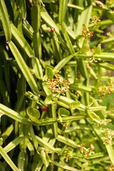 Cissus quadrangularis plants in nature garden