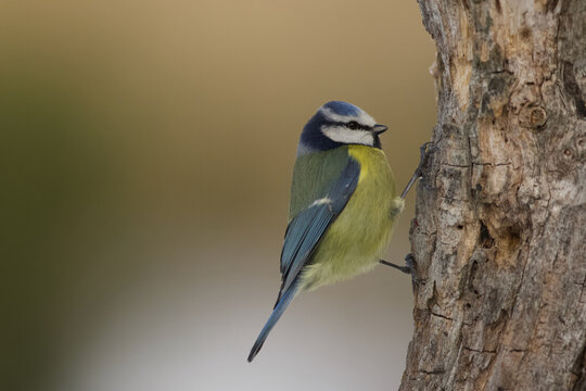 Eurasian Blue Tit (Cyanistes caeruleus)