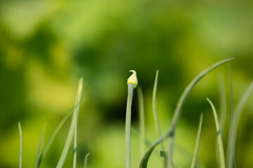 Onion Flower Stem in home garden