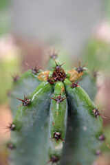 Close-up selective focus view of the tip of a tall cactus in the rain