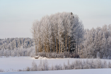 Winter tree formation in the middle of the field