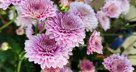 Beautiful china asters close up. Selective focus.