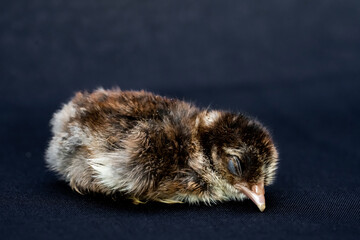 Baby Mini Cochin Chick on dark blue cloth background in studio light.