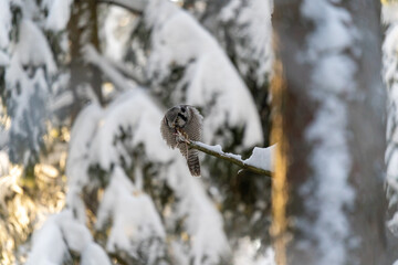 Northern hawk owl eating a mouse