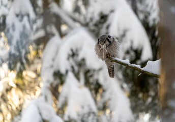 Northern hawk owl eating a mouse