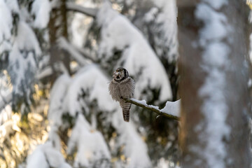 Northern hawk owl eating a mouse