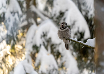 Northern hawk owl eating a mouse