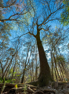 Pignut Hickory (Carya glabra) at San Felasco Hammock Preserve State Park, Florida