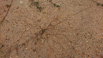 Dusty red Sand and plant macro desert land