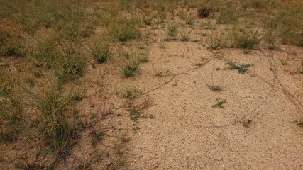 Dusty red Sand and plant macro desert land