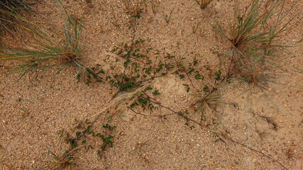 Dusty red Sand and plant macro desert land