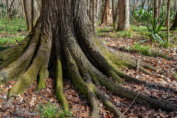Pignut Hickory (Carya glabra) at San Felasco Hammock Preserve State Park, Florida