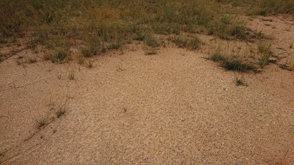 Fototapeta na wymiar Dusty red Sand and plant macro desert land