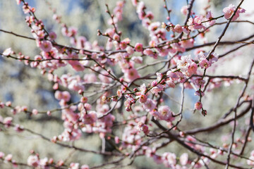 早春 梅の開花