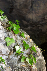 The common ivy (lat. Hedera helix), of the family Araliaceae. The Grand Canyon of the river Auzun-Uzen, Crimea.