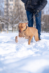 Angry American Pit Bull Terrier on a tight leash in the snow.