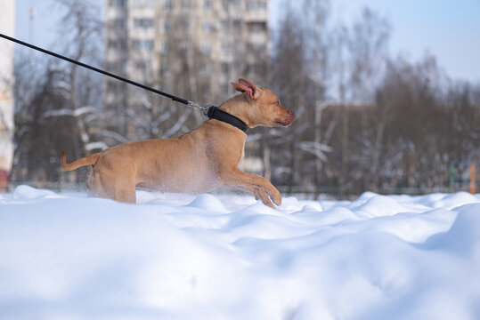 Angry American Pit Bull Terrier On A Tight Leash In The Snow.