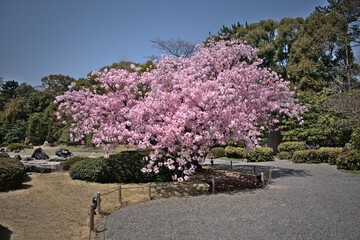 Cherry tree in a garden during spring in kyoto, japan